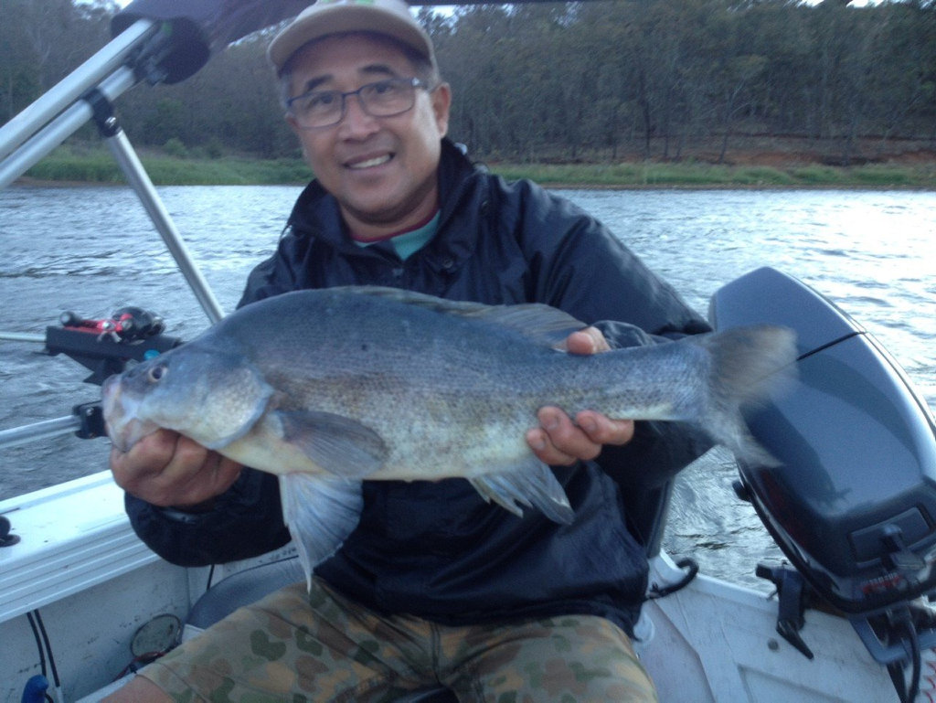 TOOWOOMBA'S Eddie Zoet caught the perfect Christmas present, this 52cm yellowbelly, while out fishing with his mates. TOOWOOMBA'S Eddie Zoet caught the perfect Christmas present, this 52cm yellowbelly, while out fishing with his mates.
